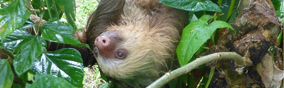 Sloth in the trees