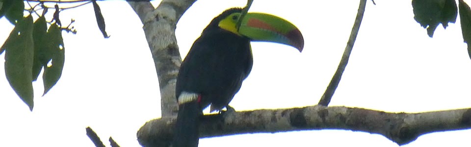 Toucan perched on a tree nearby