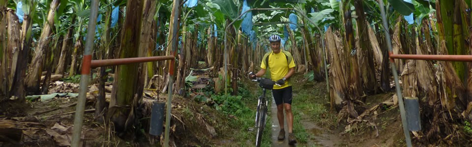 Going through a huge banana plantation